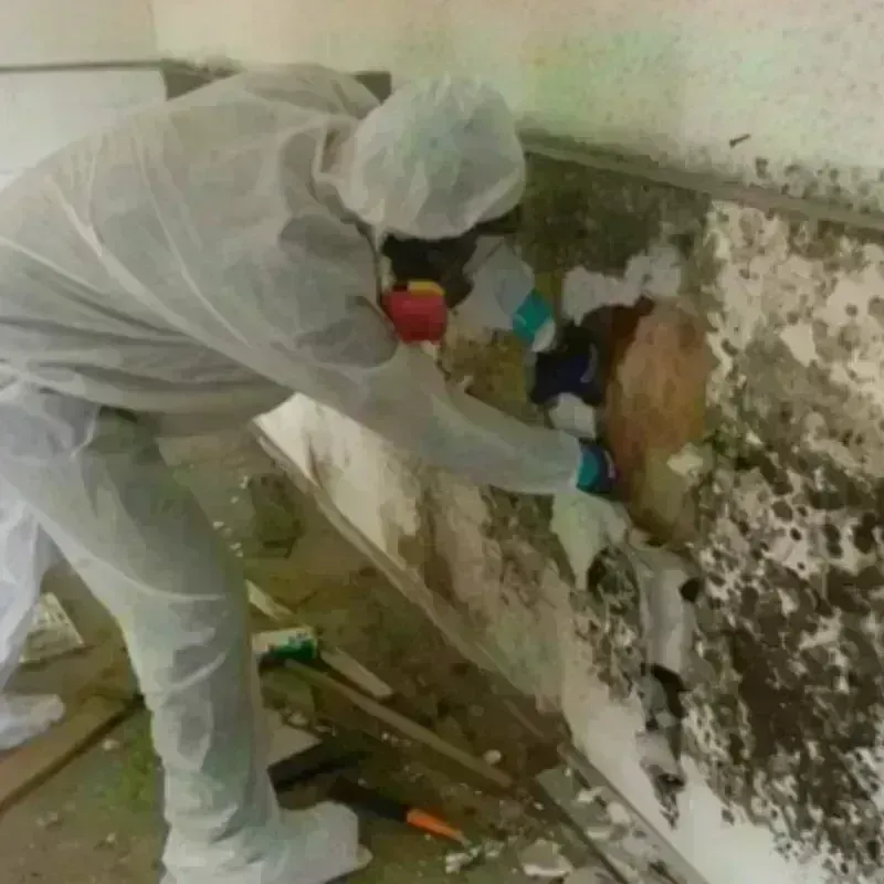 Mold Remediation and Removal in Jonesville, VA